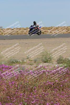 media/Mar-12-2023-SoCal Trackdays (Sun) [[d4c8249724]]/Turn 15 Inside Bloom (130pm)/